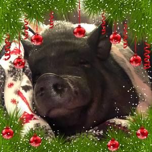 Meet your Posher, Traci